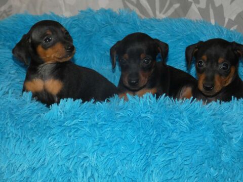 chiot pinscher nain inscrit au lof 900 64100 Bayonne