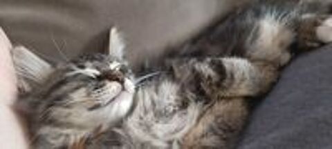   Adorable chatons 