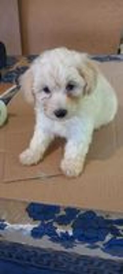   magnifiques bichons 