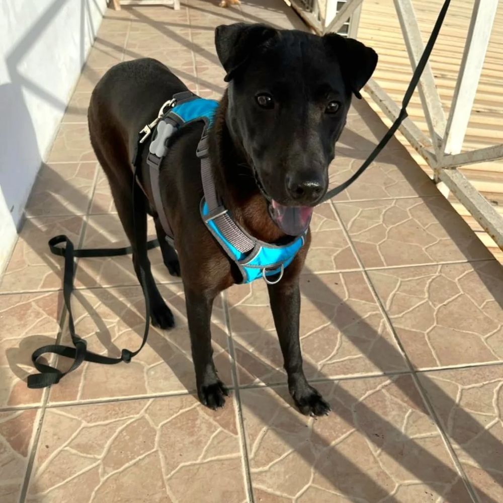   ✨️ NYXE ✨️ 🐶 