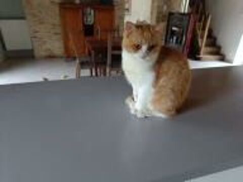   Chatons British Shorthair 