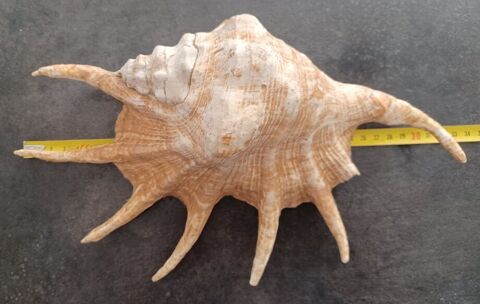 Coquillage Lambis Lambis,  coquillage à 7 doigt  45 Laruscade (33)