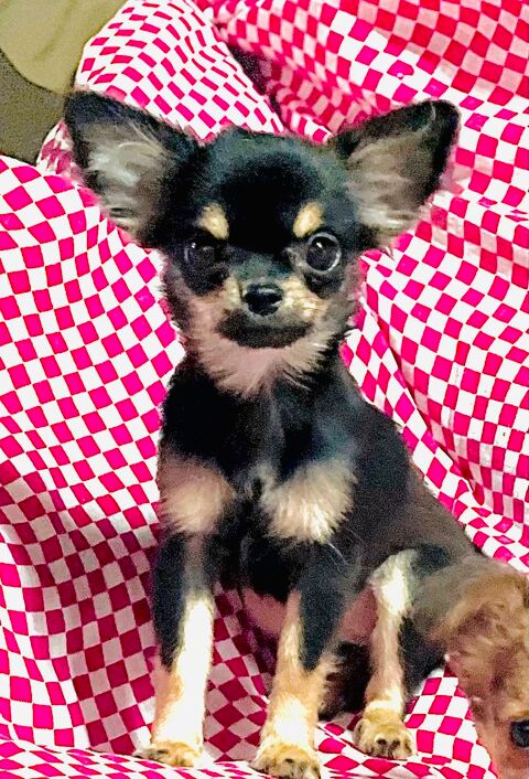 chiots chihuahua toy femelle -poils longs 1000 23800 Dun-le-palestel