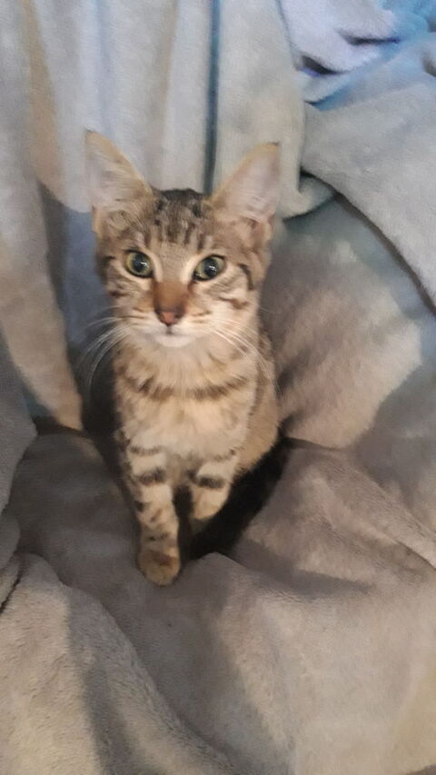 Taïga, chatonne cherche sa famille pour la vie 200 84190 Vacqueyras