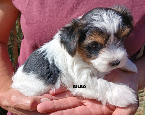 Biewer tricolores chiots 1M:4F 950 36220 Martizay