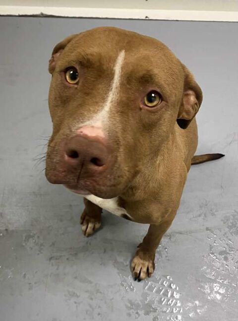 Chien INATA &agrave; l adoption 210 13001 Marseille