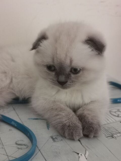 Petits chats joueurs 300 95200 Sarcelles
