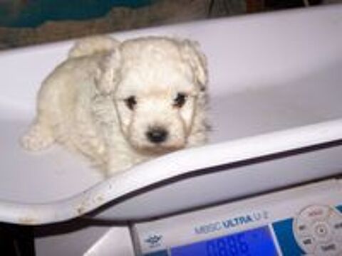   A RESERVER CHIOT FEMELLE BICHON FRISE  