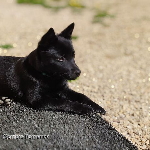 Chiot Schipperke LOF 1000 14000 Caen