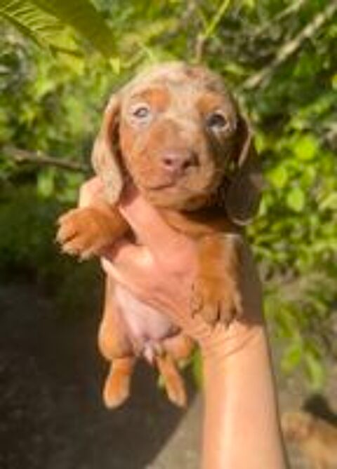   Sublimes chiots teckels Kaninchen arlequin papa Champion  