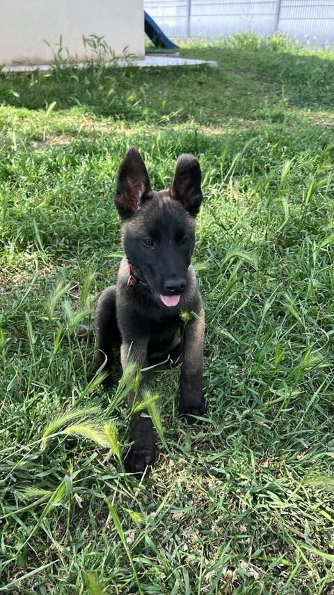 Chien ASPHALTE à l adoption 200 26130 Solrieux