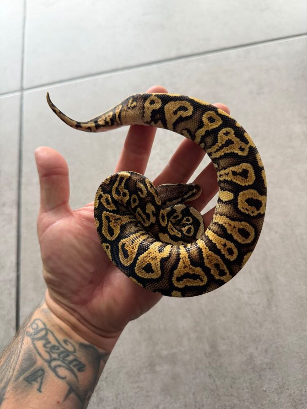   Python regius pastel yellow belly 2026 