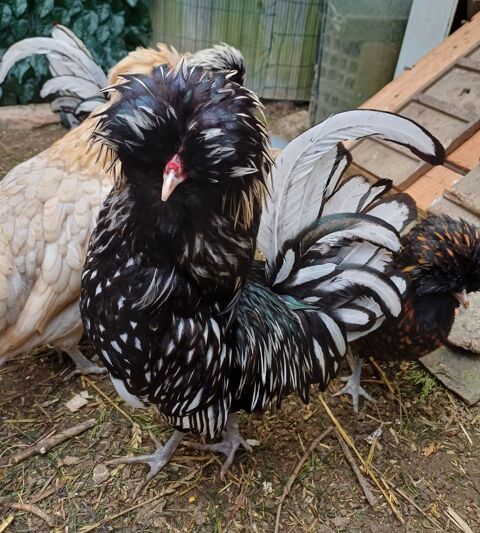 Coq padoue. 0 32120 Homps