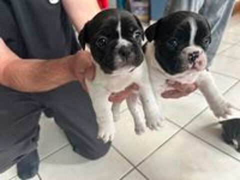   Chiots Bouledogue Français 