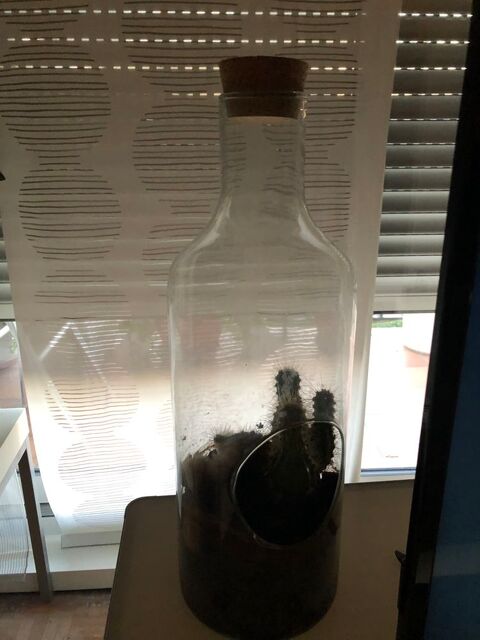 bouteille  avec cactus 4 Saint-Maur-des-Fossés (94)