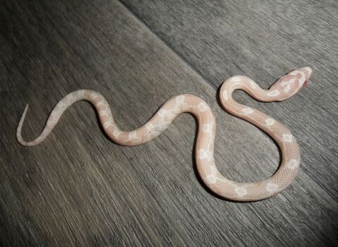 Pantherophis snow 60 31000 Toulouse