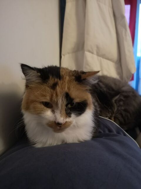 Ma chatte chat Camlia 0 Dammarie-les-Lys (77)