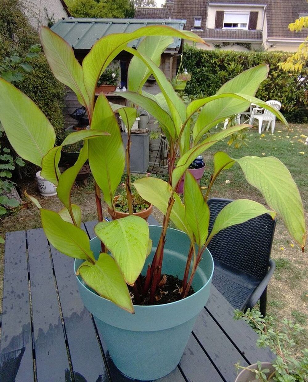 CANA : lot de 7 pieds bulbes Jardin