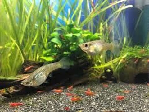 Crevettes Red Cherry 
1 85130 La gaubretire