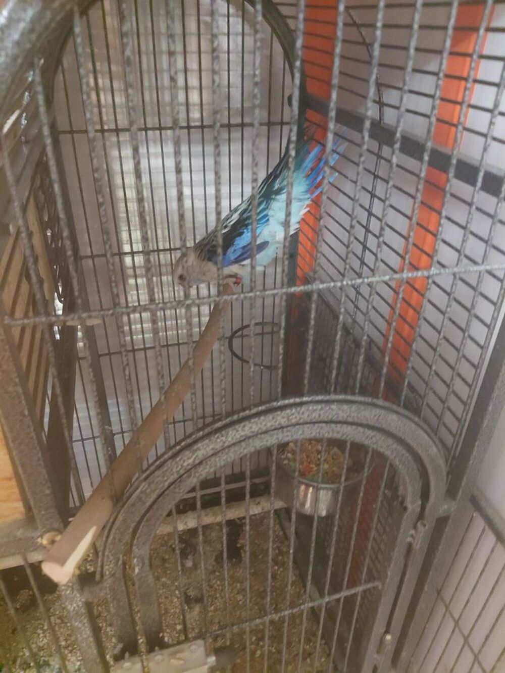   Vende mon oisseux  