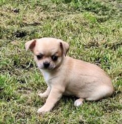   chiots chihuahua male et femelle non lof 