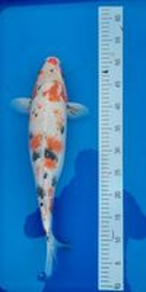   CARPE KOI 