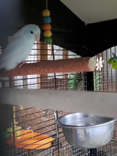 Jolie femelle Tou&iuml; c&eacute;leste ( ou perruche moineau  ) 30 03500 Cesset