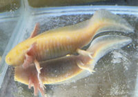   AXOLOTL Albinos 