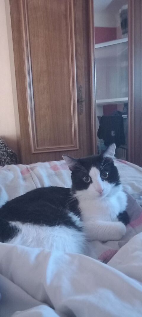 Chat 1an perdu  aux camping le Mas de Saint Julien dans 04. 50 13011 Marseille