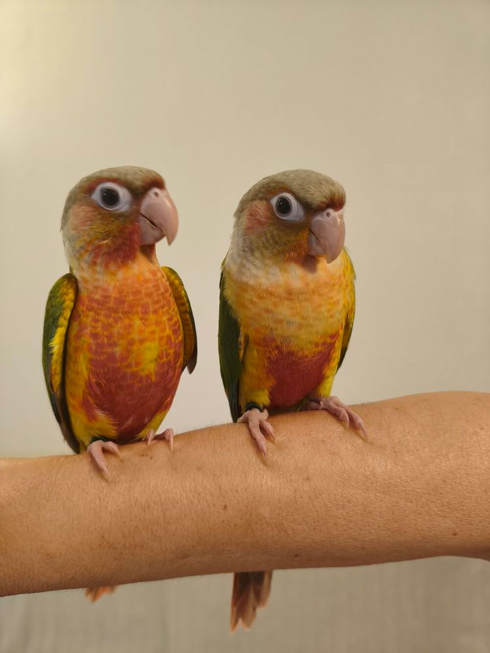   Conure de molina ananas eam 