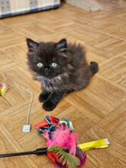   Chatons persans  