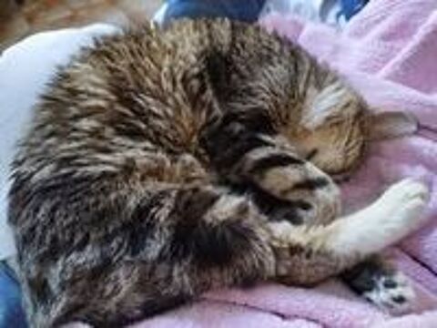   Chat MINOU  l adoption 