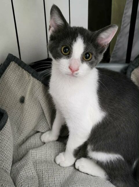 Chat BIRDY &agrave; l adoption 120 26130 Saint-paul-trois-châteaux