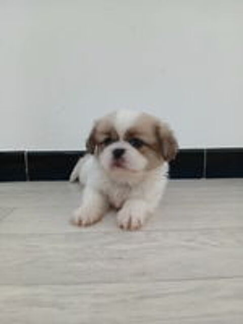  Chiot Pékinois 