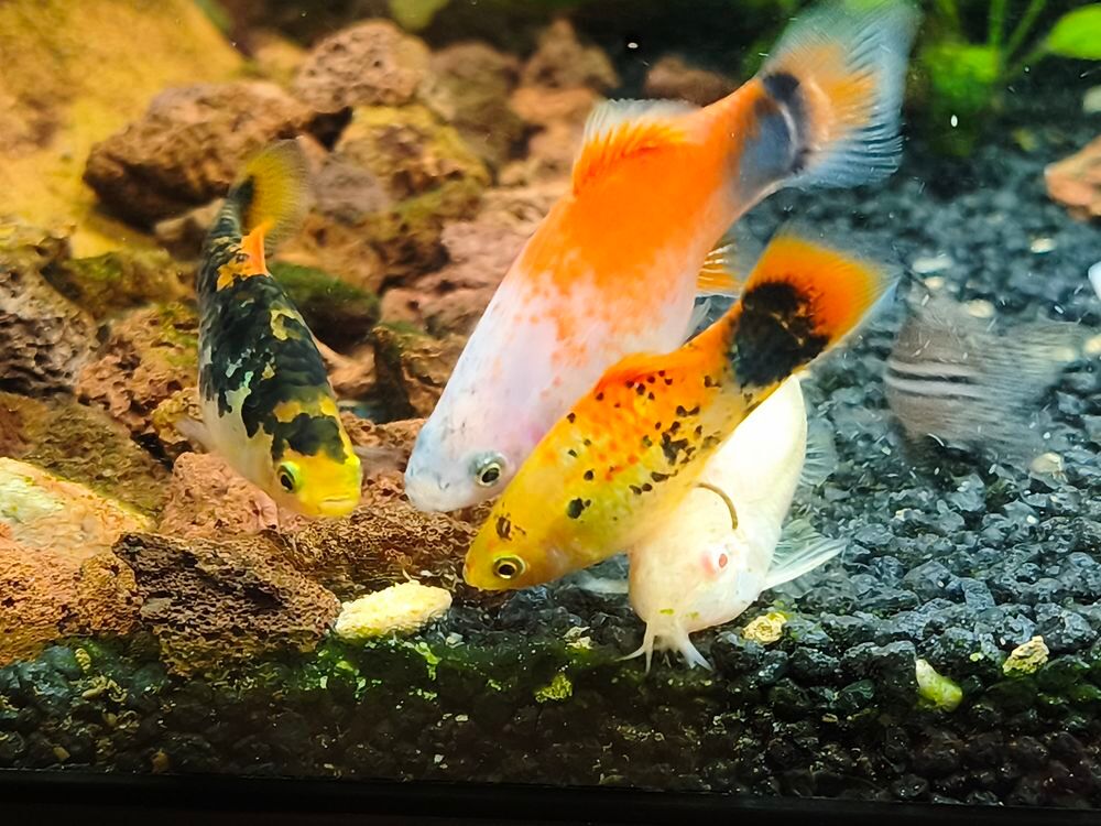  Platys orange moucheté de noir  