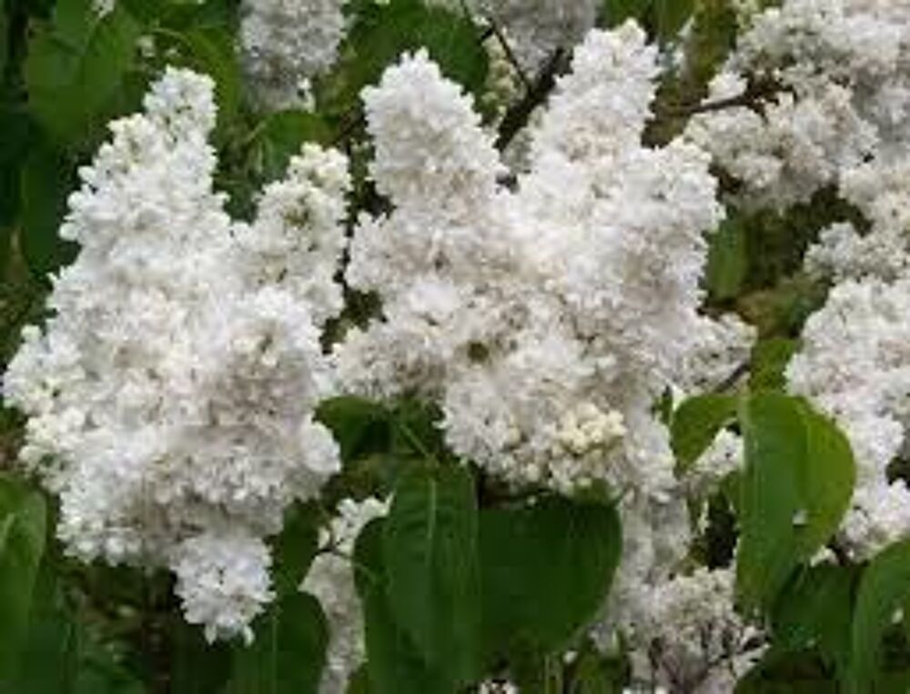 2 plants de lilas blanc double Jardin