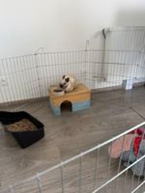   Lapin nain male 3 ans  