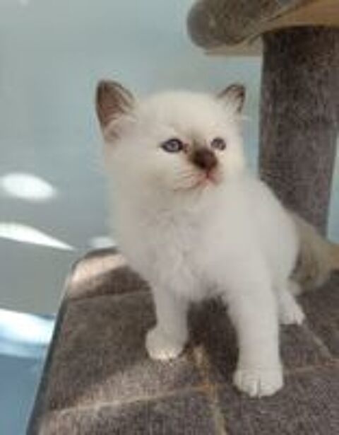   A réserver chaton mâle sacré de Birmanie LOOF  