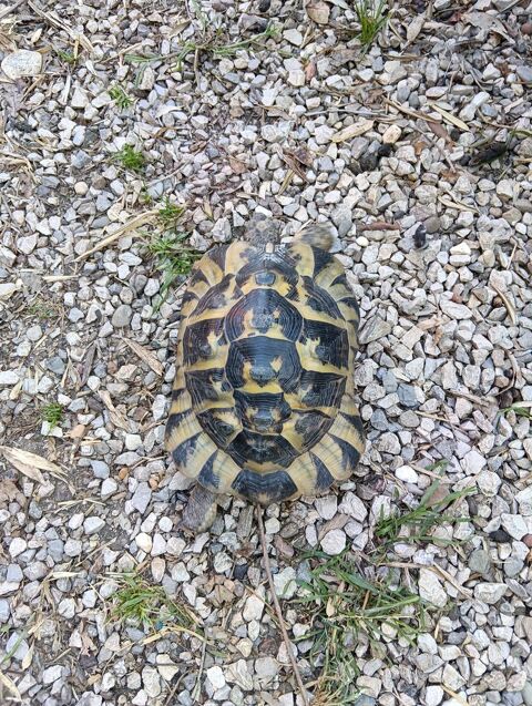 Tortue de terre femelle de 16 ans reproductrice 350 84140 Montfavet