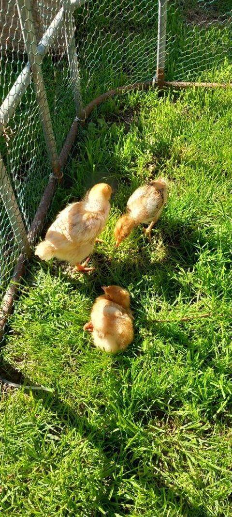 poussins roux 4 Cr�cy-sur-Serre (02)