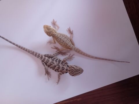 Pogona 50 88420 Moyenmoutier