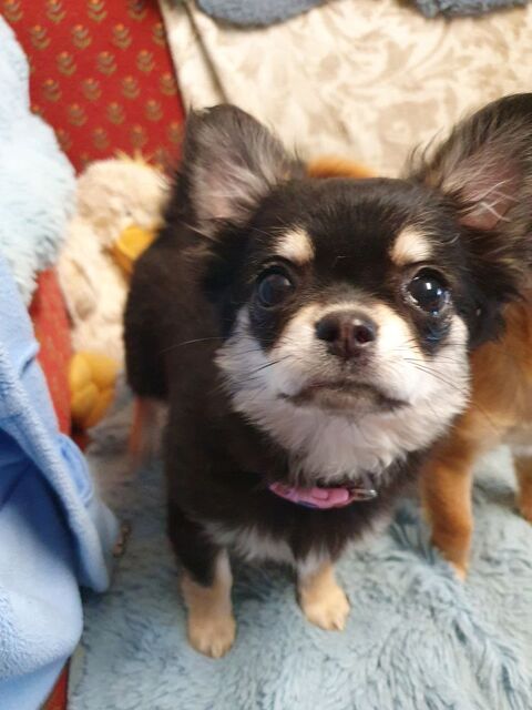 Magnifique Chihuahua tricolore chiot femelle 1600 23130 Pierrefitte