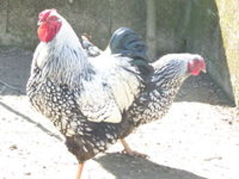   coq et poule vyandotte pur race 