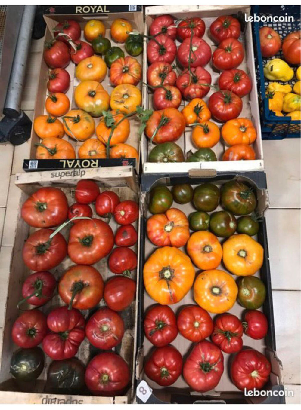 400 vari&eacute;t&eacute;s - Graines de tomate reproductible Jardin