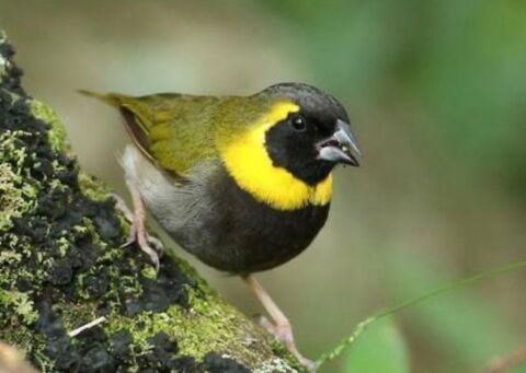  canaris 
Petit chanteur de Cuba
Diamant 
Bichenow 1 74100 Annemasse
