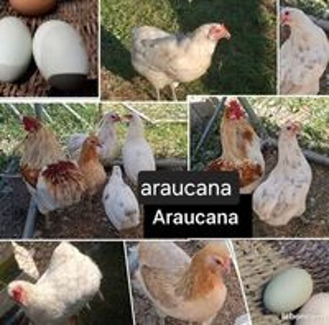   oeufs fecondés de araucana 