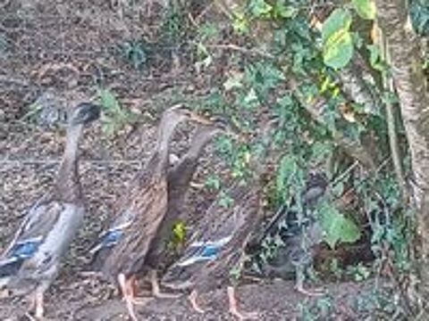   Canards coureurs indiens de 5 mois 