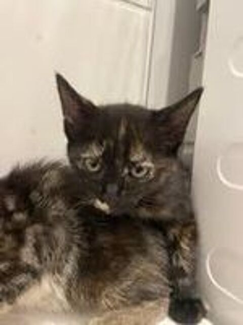   Chat KAL'IN à l adoption 