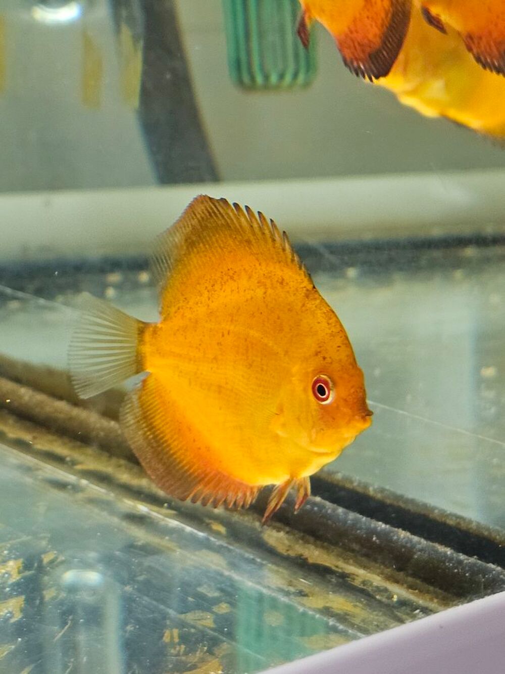   Discus reproduction personnelle  