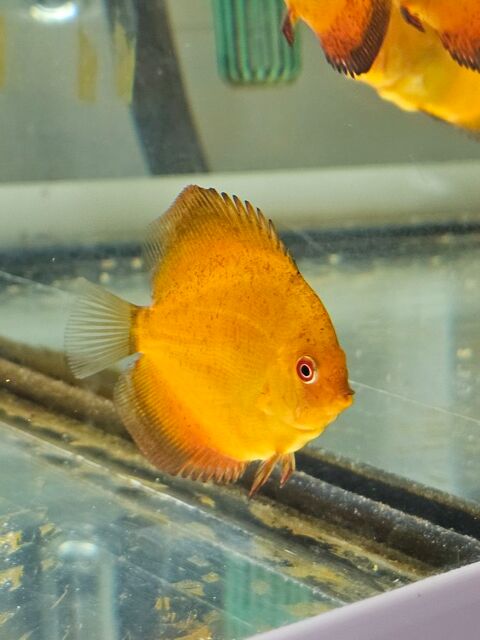 Discus reproduction personnelle 0 68500 Guebwiller